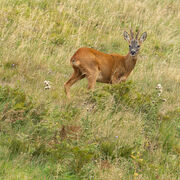 Roe  buck September 2026