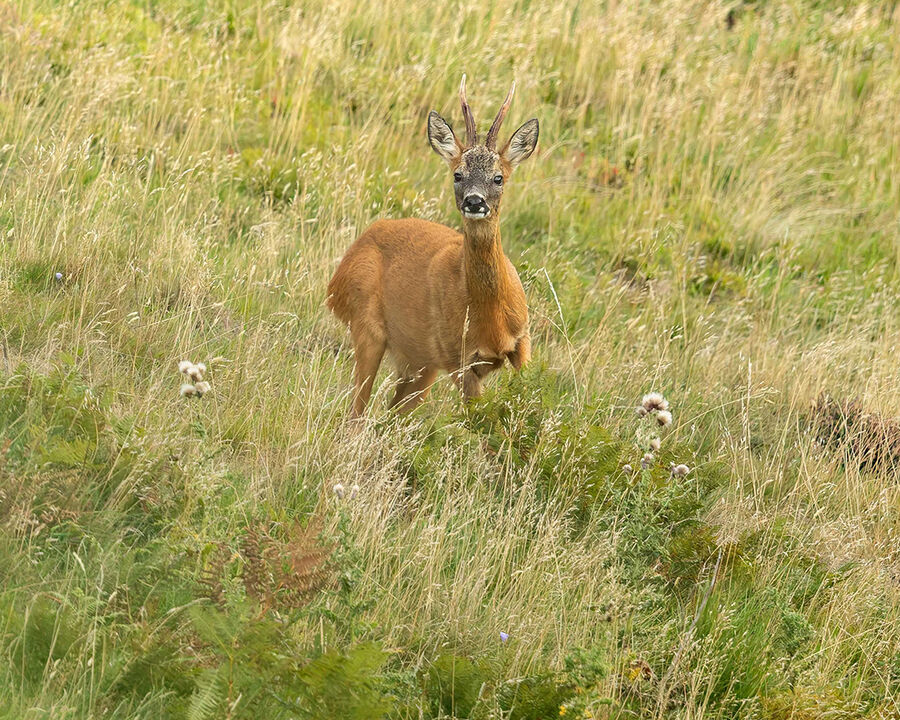 Roe buck September 2026
