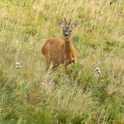 Roe buck September 2026