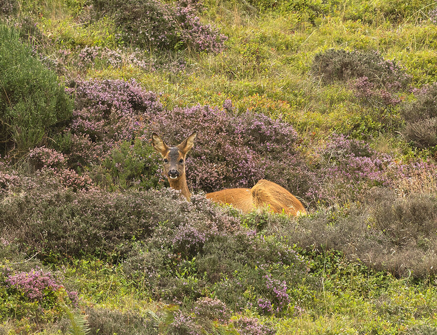 Roe deer September 2026