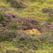 Roe deer September 2026