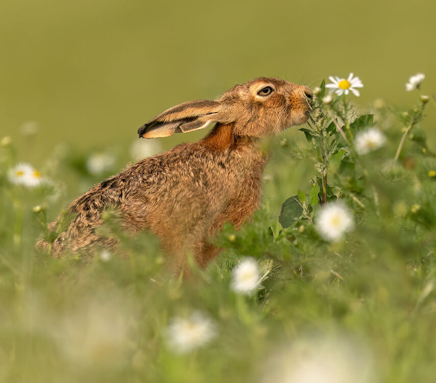 Brown hare June 2025