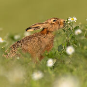 Brown hare June 2025