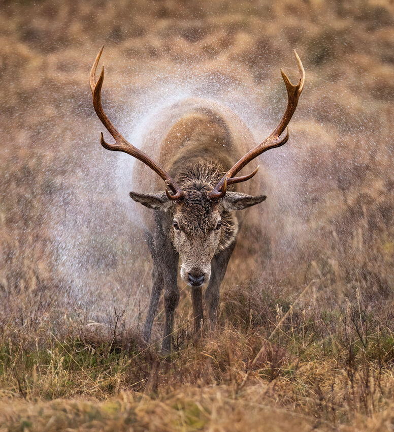Red deer stag January 2026