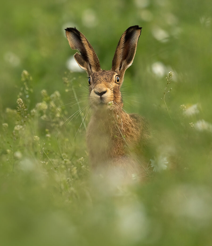 Brown hare June 2026