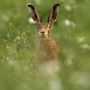 Brown hare June 2026