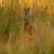 Roebuck June 2026