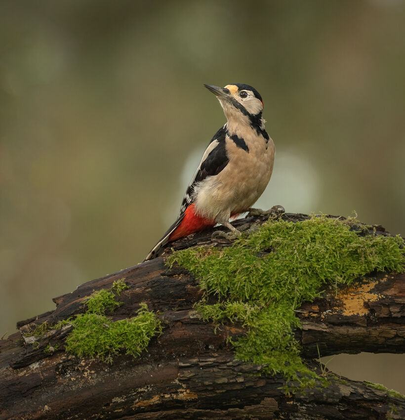 Great spotted woodpecker November 2025
