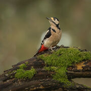 Great spotted woodpecker November 2025