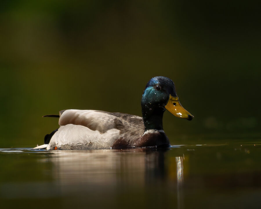 Mallard April 2026