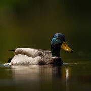 Mallard April 2026
