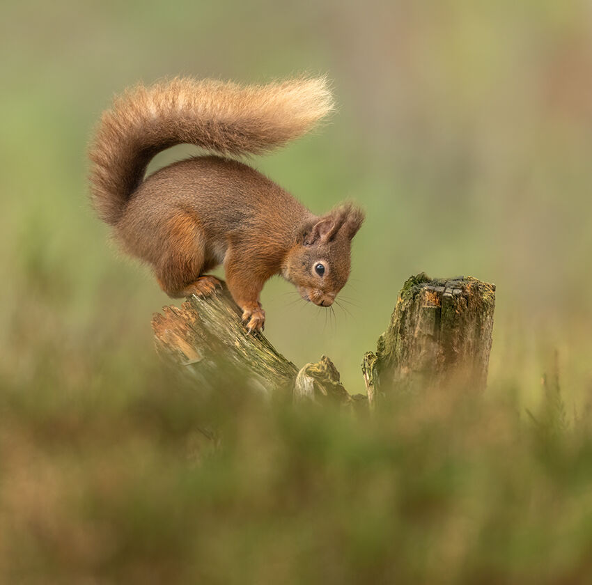 Red squirrel January 2026