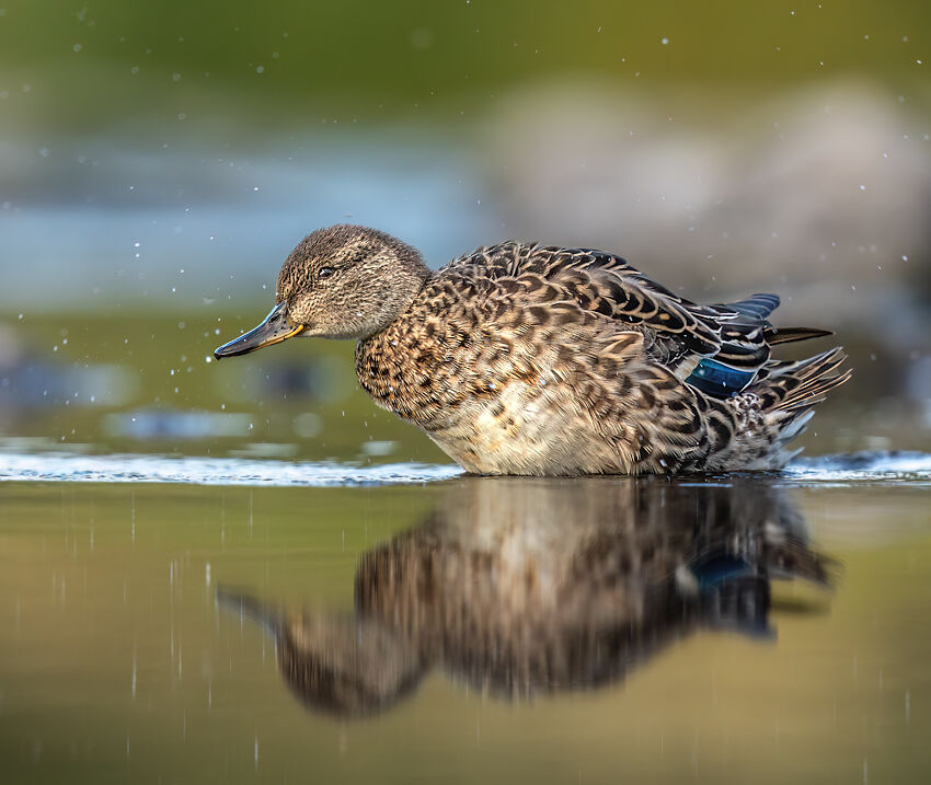 Teal August 2025