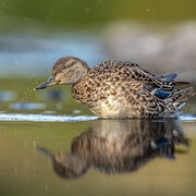 Teal August 2025