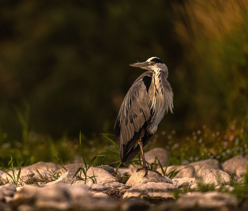 Heron August 2025