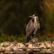 Heron August 2025