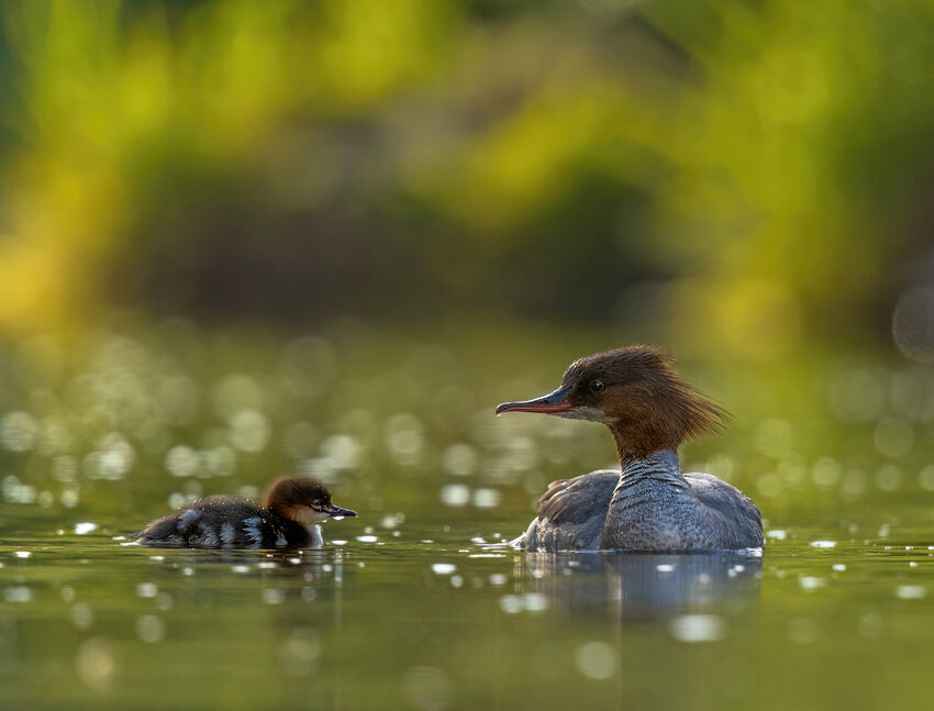 Goosander and chick May 2025