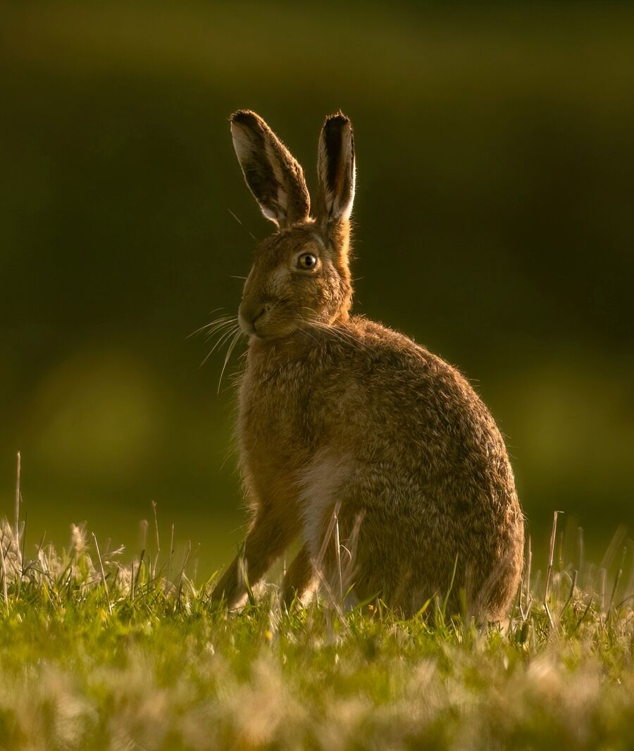 Brown hare March 2026