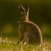 Brown hare March 2026