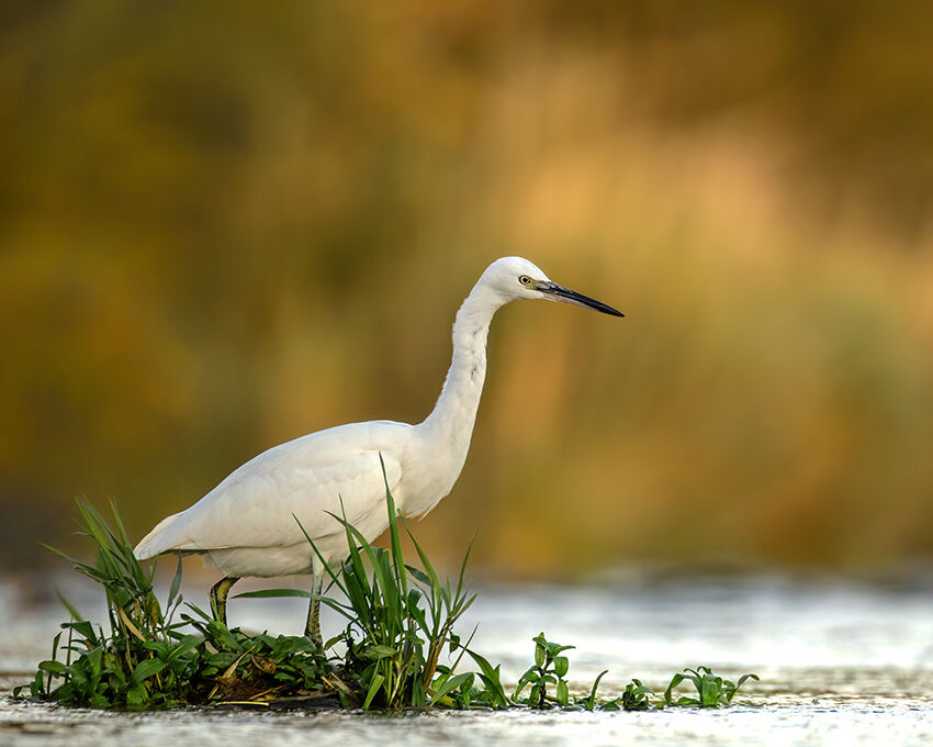 Little Egret October 2025