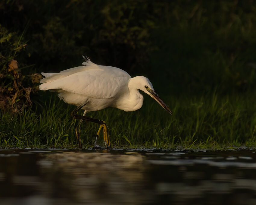 Little egret October 2025