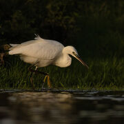 Little egret October 2025