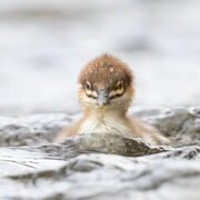 Goosander chick June 2025