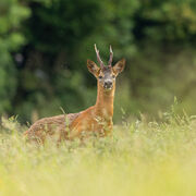 Roe buck May 2026