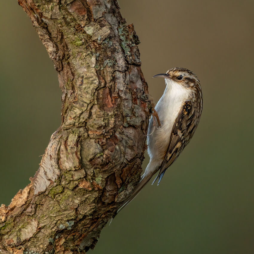 Treecreeper December 2025