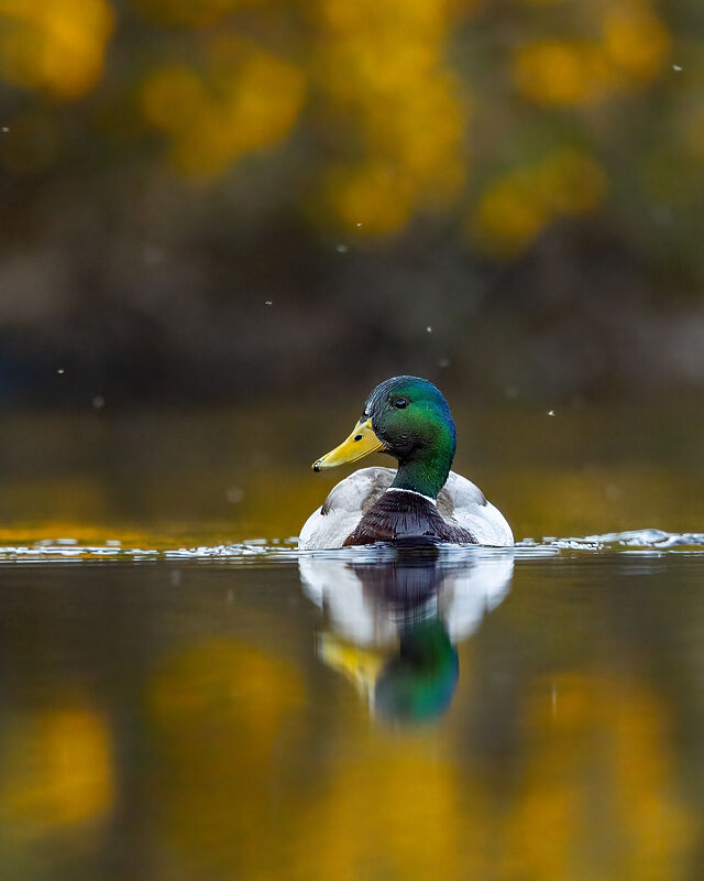 Mallard April 2025