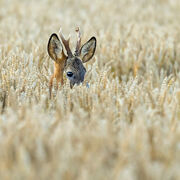 Roebuck July 2025