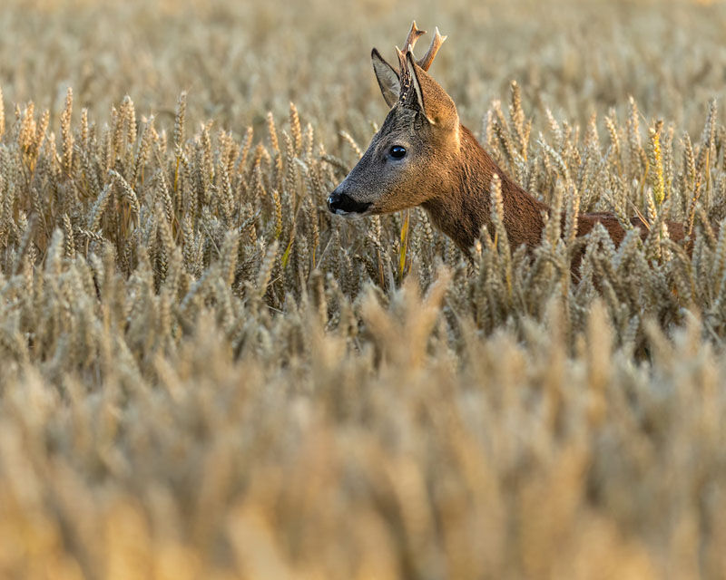Roebuck July 2025