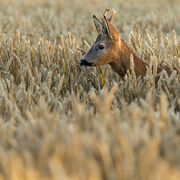 Roebuck July 2025