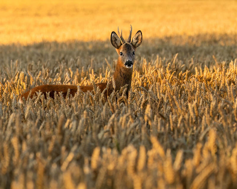 Roebuck July 2025