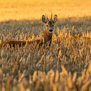 Roebuck July 2025