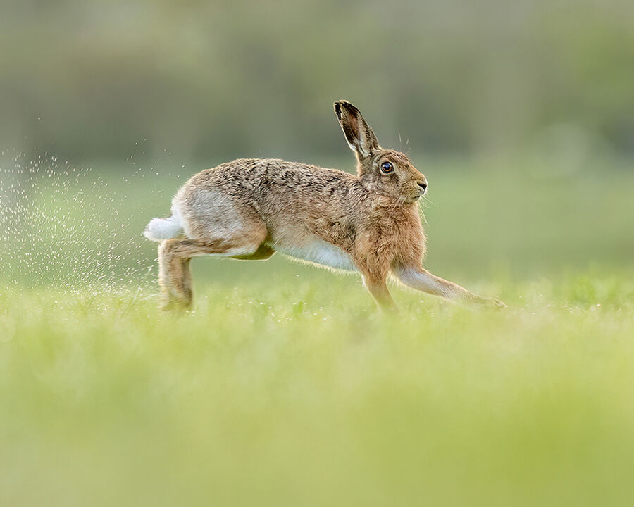 Brown hare April 2026