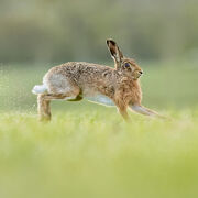 Brown hare April 2026
