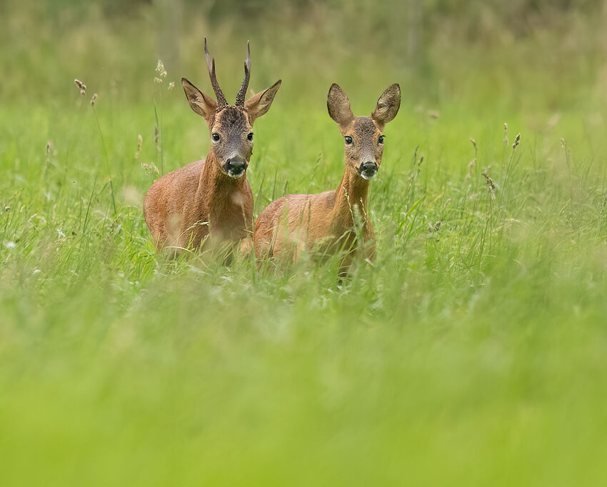 Rutting roe deer August 2025
