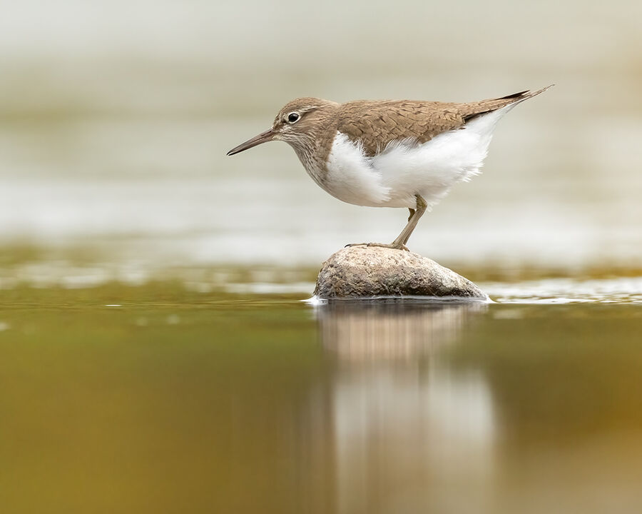 Common sandpiper April 2026
