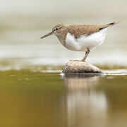 Common sandpiper April 2026