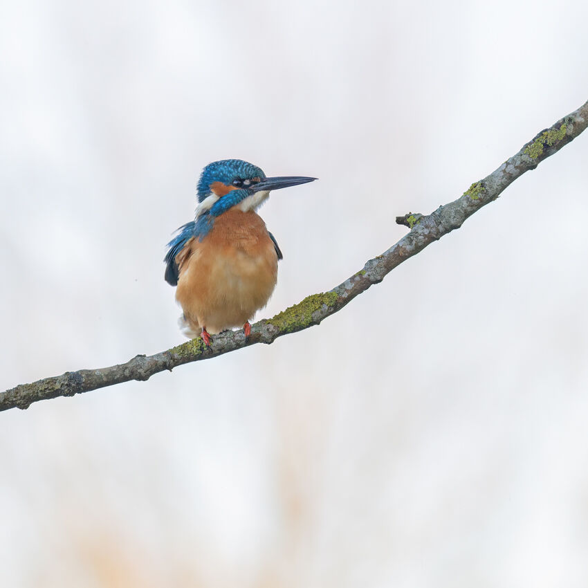 Kingfisher October 2025