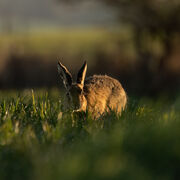 Brown hare March 2026