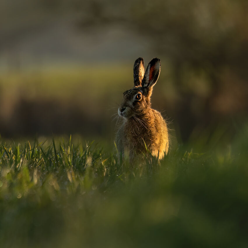 Brown hare April 2026