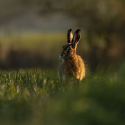 Brown hare April 2026