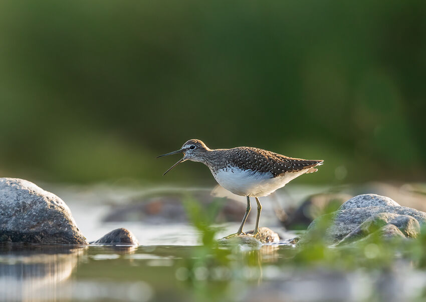 Wood sandpiper September 2023