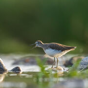 Wood sandpiper September 2023