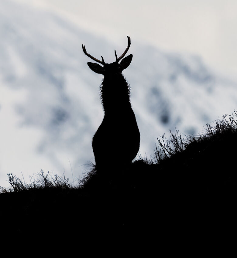 Red deer silhouette January 2026