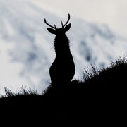 Red deer silhouette January 2026