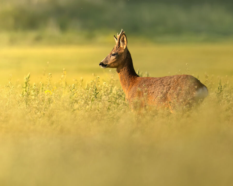 Roe deer June 2025