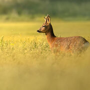 Roe deer June 2025